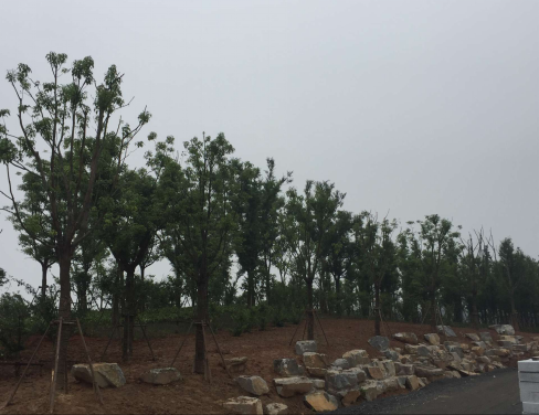 大象湖湿地公园景观建设已完成乔灌木莳植_乐盈VI官网